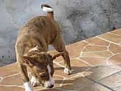 /album/fotogalerie-bango-ximbir-ewo/bangose-2-jpg/